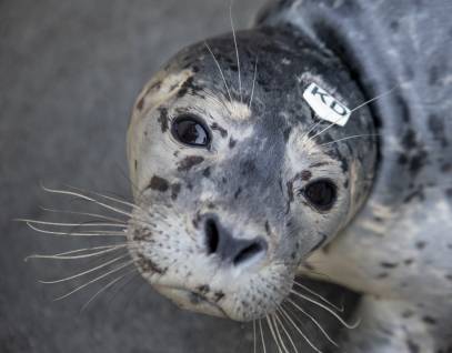 harbor seal Tillery