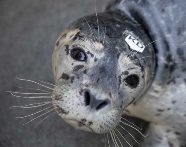 harbor seal Tillery