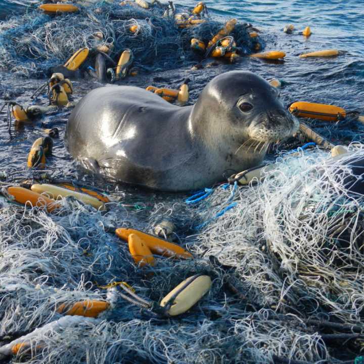 Hawaiian monk seal in fishing gear