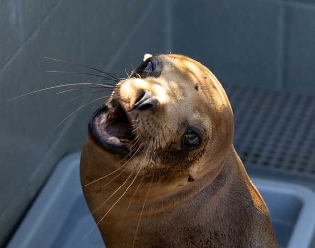 California sea lion