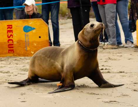 California sea lion, Pinger