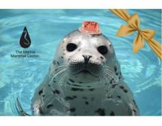gift card with harbor seal pup and yellow ribbon