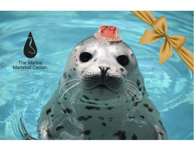 retail store gift card with harbor seal and a yellow ribbon