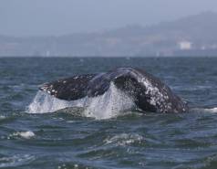Gray whale fluke above the water