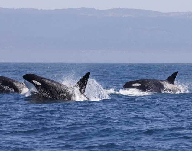 pod of orcas