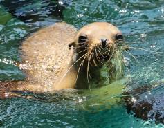 California sea lion Keoki