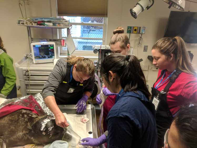 A veterinarian teaches three students during an anesthetized elephant seal’s medical exam.