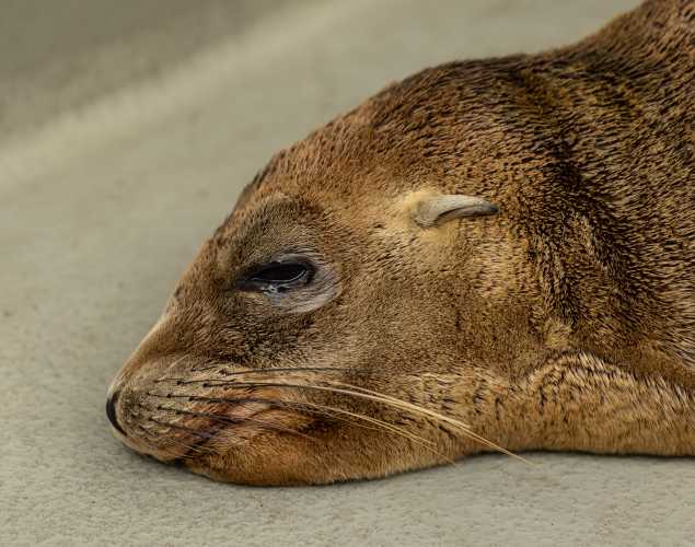 California sea lion Poquito