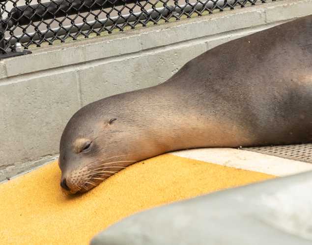 California sea lion