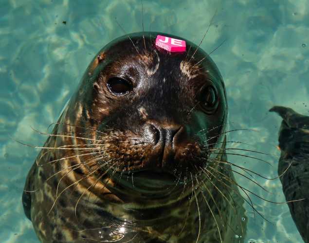 harbor seal Jeffrey
