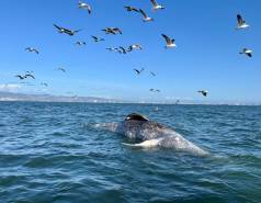 a dead gray whale in the water with birds flying above