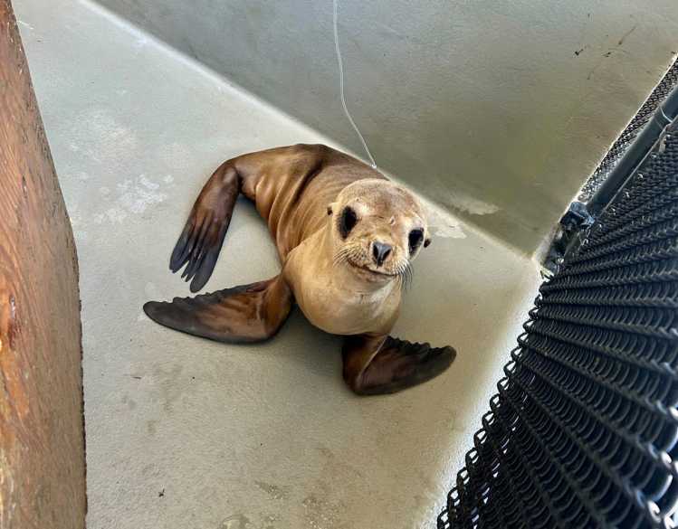 A rehabilitating California sea lion pup rests in a hospital pen.