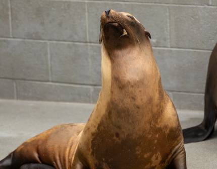 sea lion comte