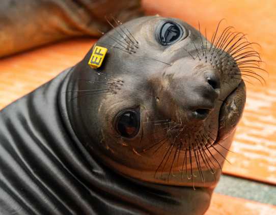 northern elephant seal Chunky
