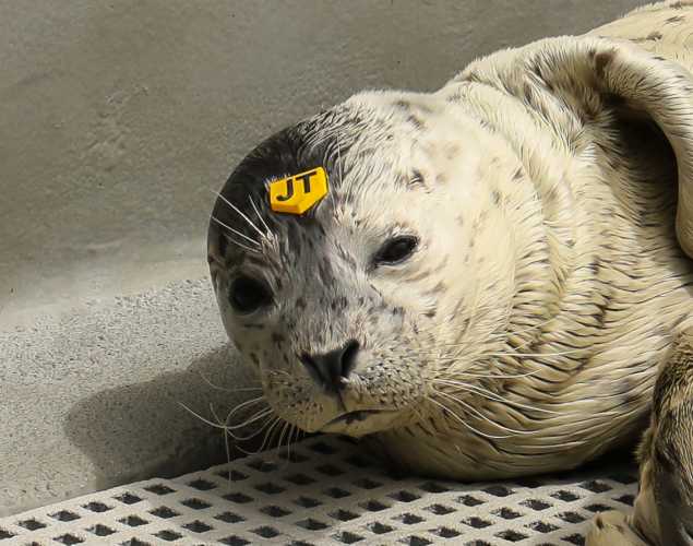 harbor seal Bridge