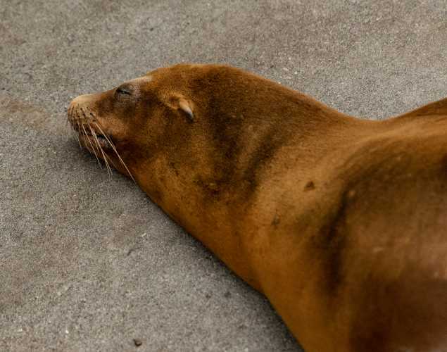 California sea lion
