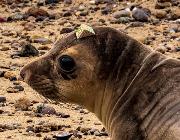 Callie | The Marine Mammal Center