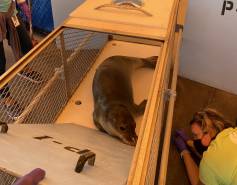 Hawaiian monk seal N2 in a crate with Megan McGinnis monitoring
