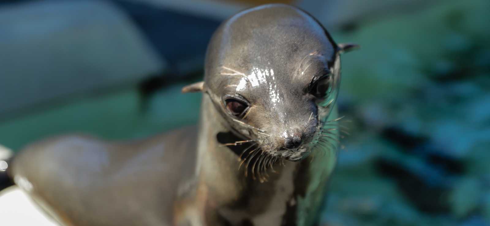 The Marine Mammal Center | Severe Entanglements Threaten Recovery of Guadalupe Fur Seals The Marine Mammal Center | Severe Entanglements Threaten Recovery of Guadalupe Fur Seals