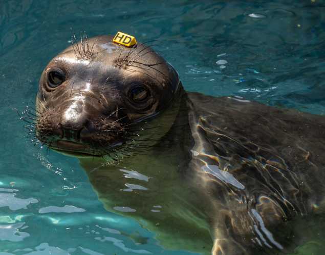 Northern elephant seal