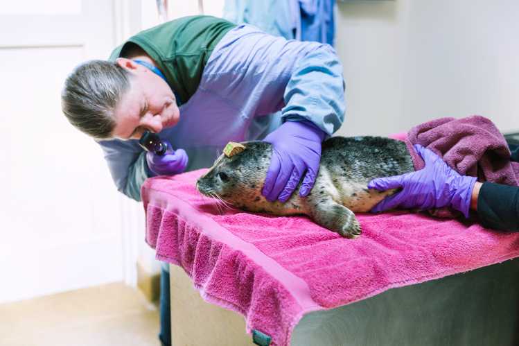 Harbor seal exam