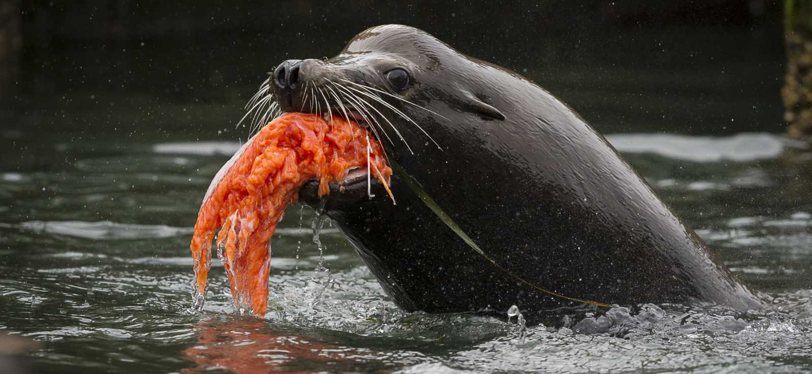 The Marine Mammal Center | California Sea Lion