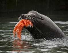 California sea lion eating salmon