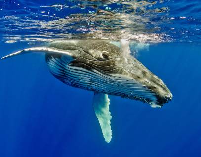 humpback whale underwater
