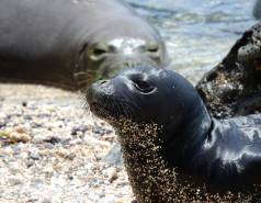 Hawaiian monk seal Sole on the beach before rescue