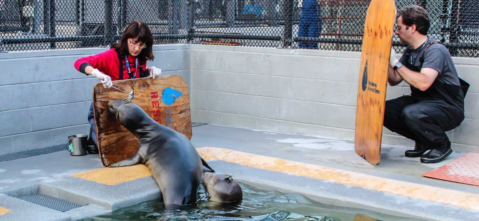 Rehabilitation | The Marine Mammal Center