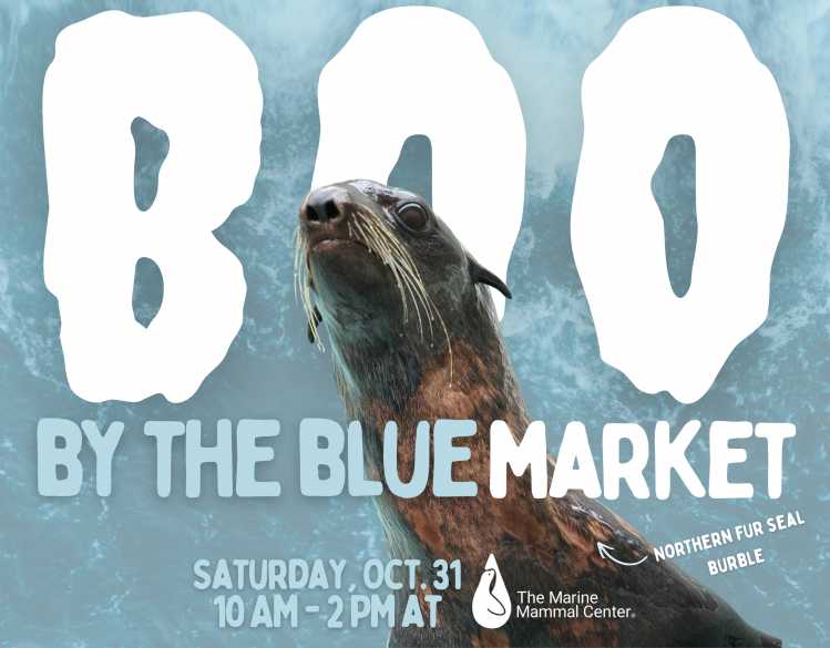 Boo by the Blue Market