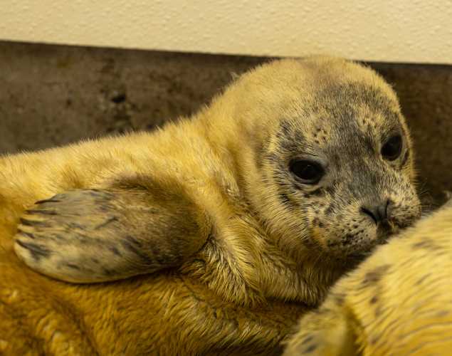 harbor seal Avatar