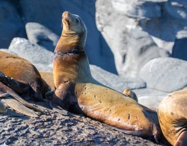 wild California sea lion with entanglement scar