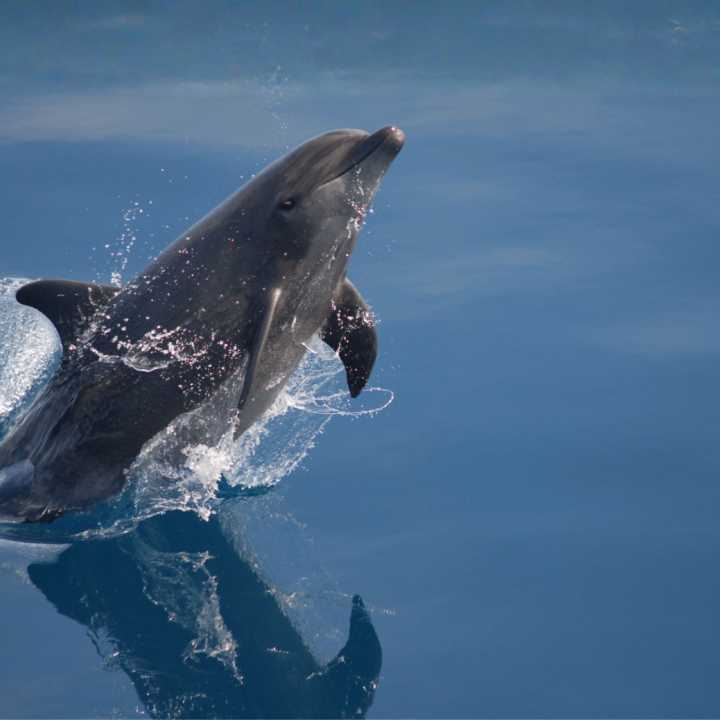 Bottlenose dolphin