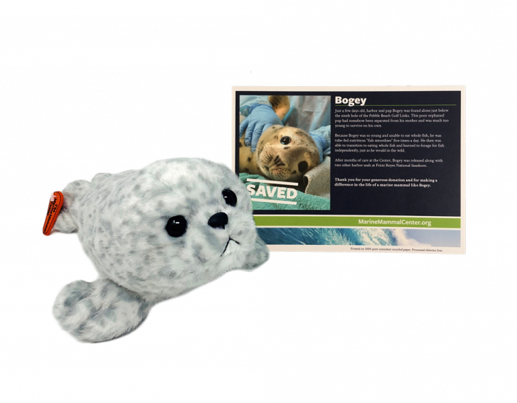 Bogey Adopt-a-Seal package with harbor seal plush