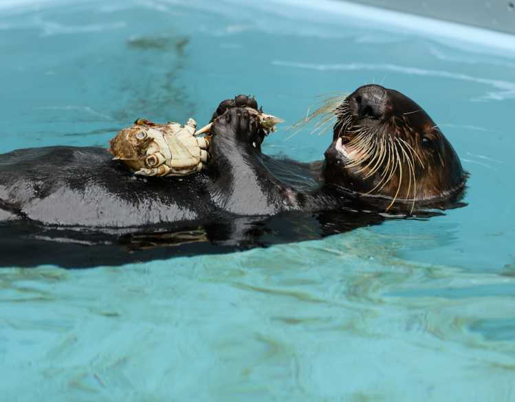 A southern sea otter eats a crab while floating in the water.
