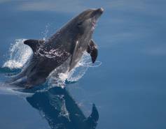 A bottlenose dolphin jumps out of the water.