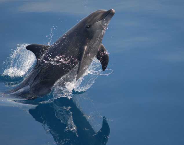 A bottlenose dolphin jumps out of the water.