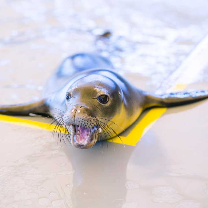 Hawaiian monk seal pup