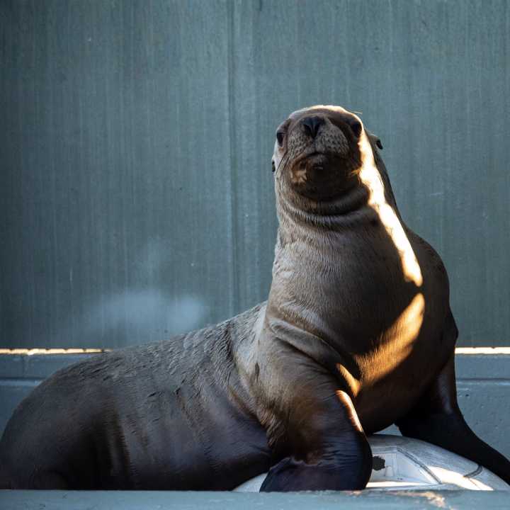 Steller Sea Lion Westley