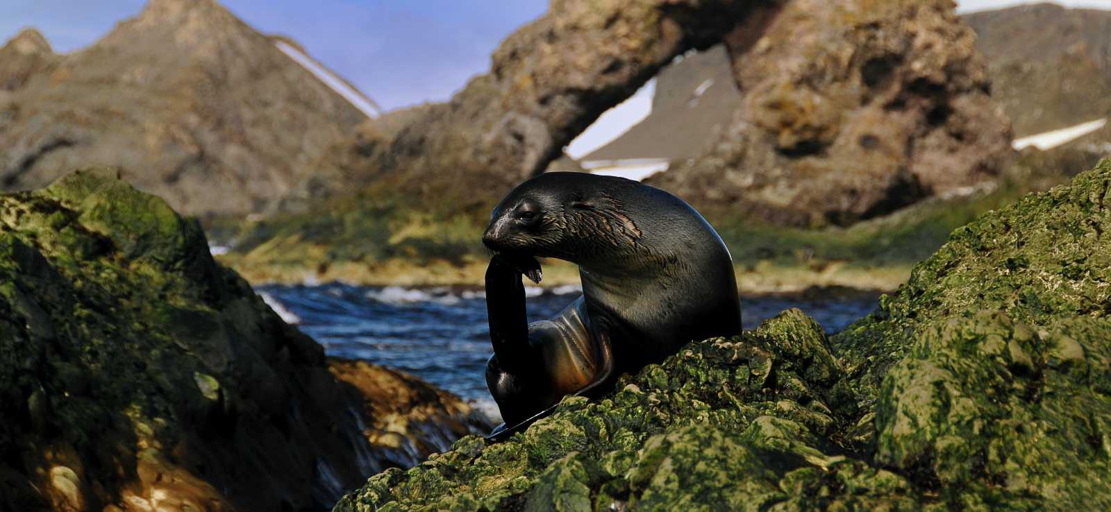 Antarctic fur seal on a rocky shoreline