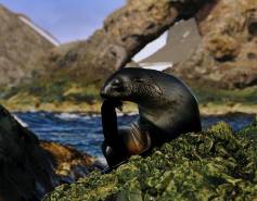 Antarctic fur seal on a rocky shoreline