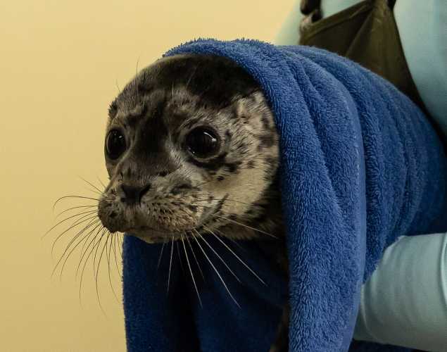 harbor seal Harsolo