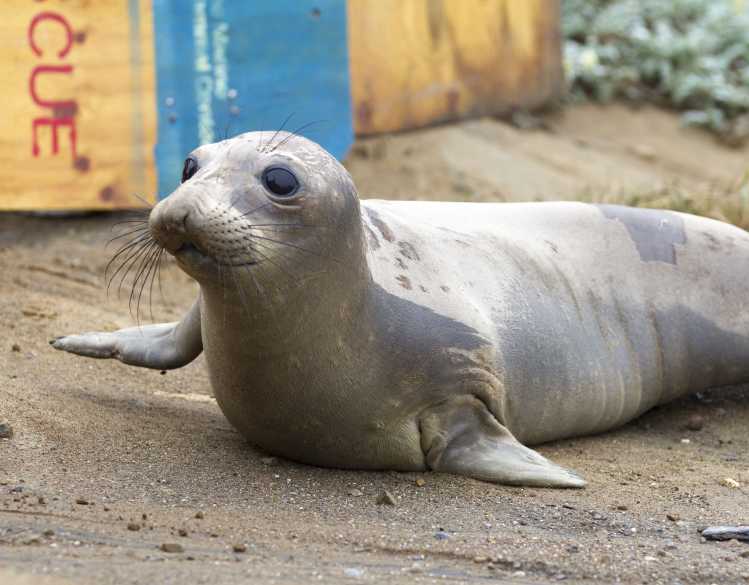 elephant seal Bilbo at release