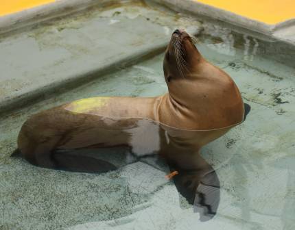 California sea lion Torple in a pool with her head in the air