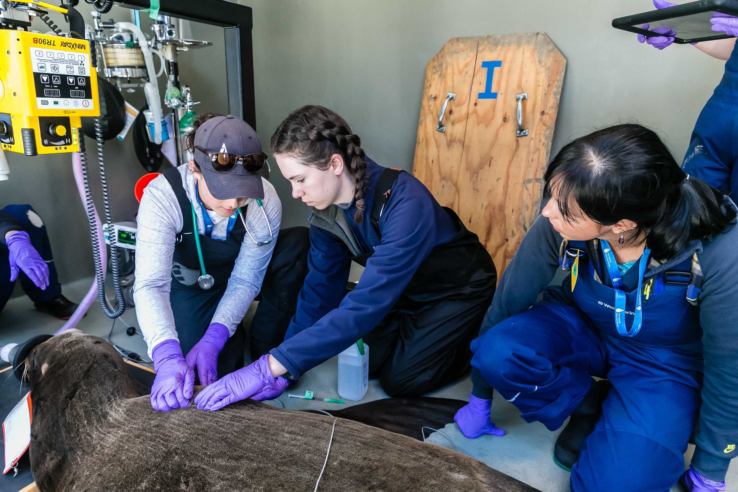 Veterinary Professionals | The Marine Mammal Center