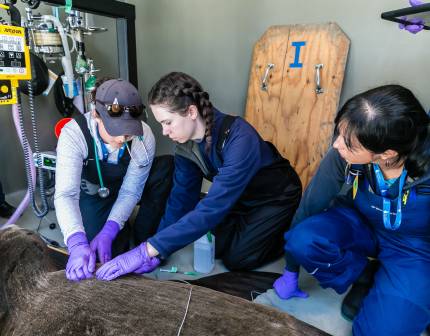 veterinary experts examining a California sea lion