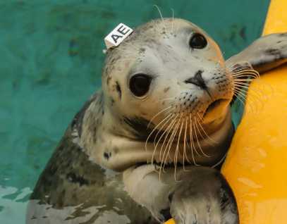 harbor seal Amonita
