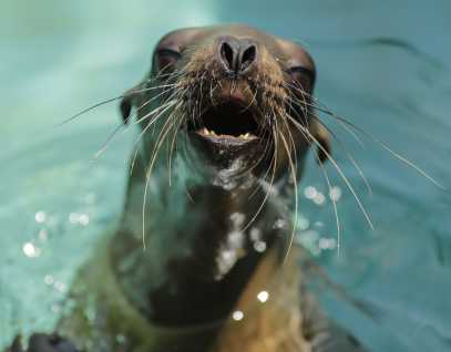 California sea lion Mirando