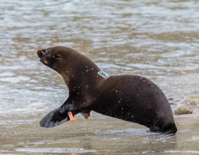 Guadalupe fur seal release
